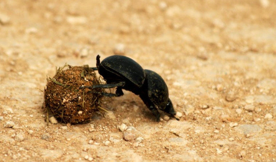 夢見排出體內大便的 9 個夢境解釋：夢見清理大便、夢見吃大便