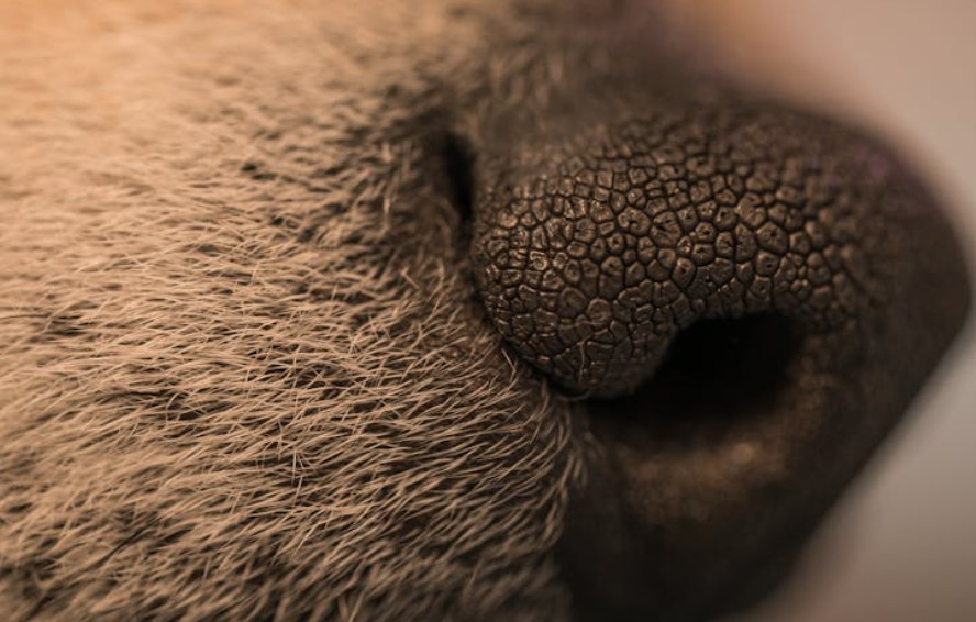 夢見拔鼻毛的 10 個夢境解釋：夢見鼻毛裡卡著異物、夢見刮鼻毛