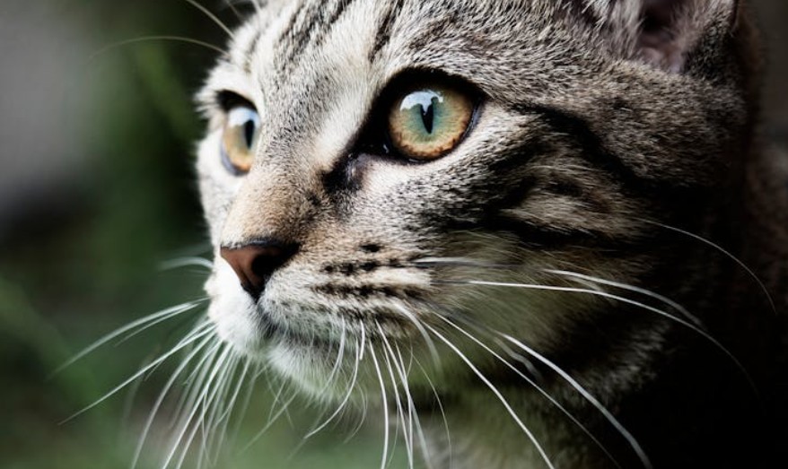 夢見鼻毛掉落的 9 個夢境解釋：夢見鼻毛掉落的流血 、夢見鼻毛上有蟲子