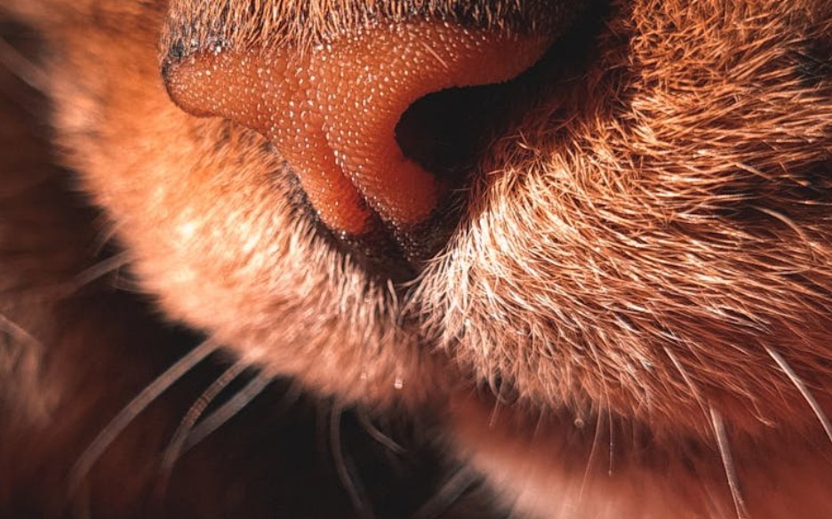 夢見鼻毛很長的 9 個夢境解釋：夢見鼻毛裡有異物、夢見鼻毛流血