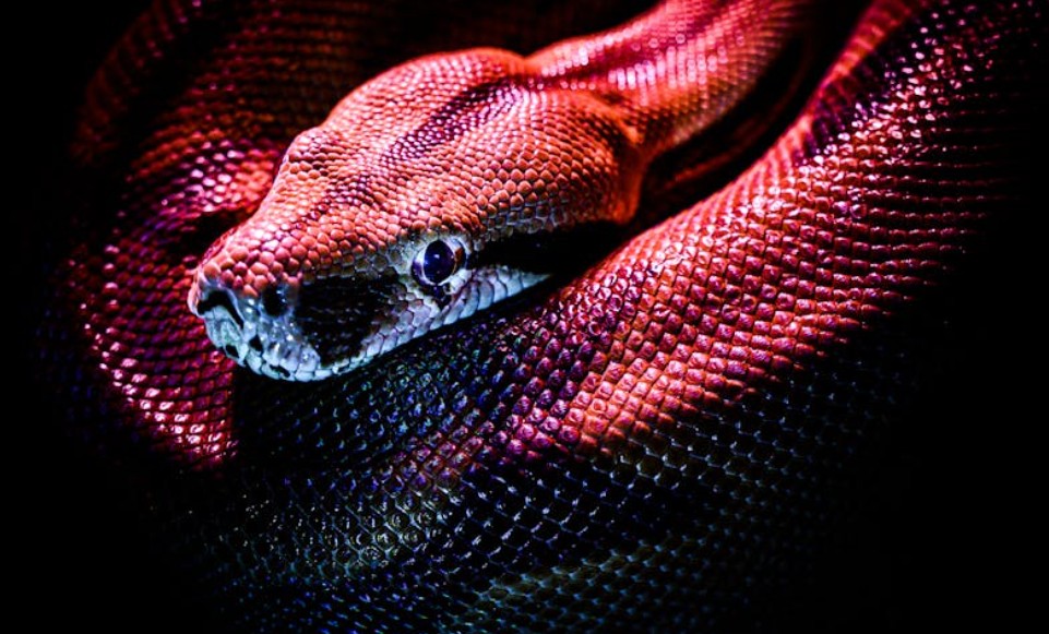 夢見蛇的出現的 9 個夢境解釋：夢見蛇咬人、夢見一條大蛇