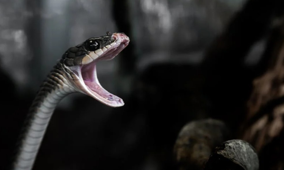 夢見被蛇咬傷腿部的 9 個夢境解釋：夢見踩到蛇、夢見避蛇