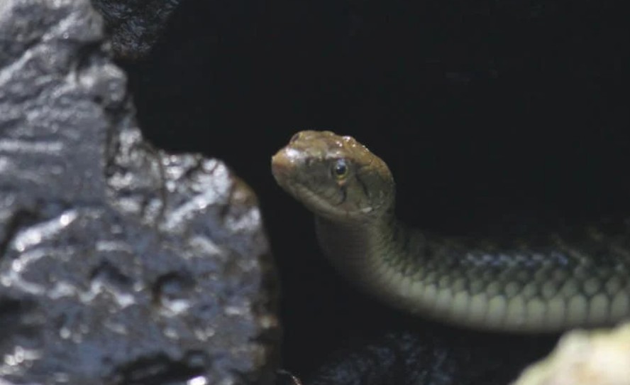 夢見被蛇咬的 9 個夢境解釋:夢見一條大蛇、夢見抓蛇 夢見被蛇咬的 9 個夢境解釋:夢見一條大蛇、夢見抓蛇