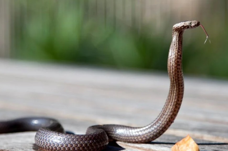 夢見蛇咬手的 9 個夢境解釋：夢見蛇產卵、夢見被蛇追逐