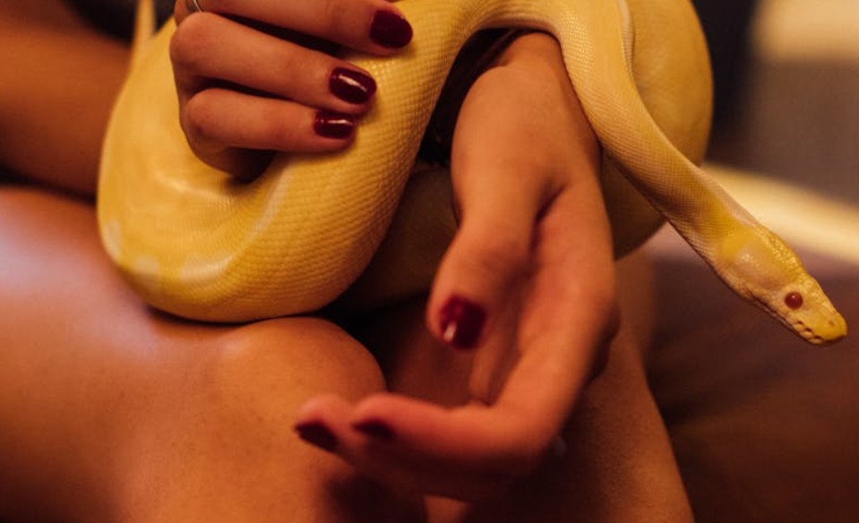 夢見蛇纏繞在腿上的 9 個夢境解釋： 夢見蛇咬你的腿後消失、夢見踩死蛇的腿