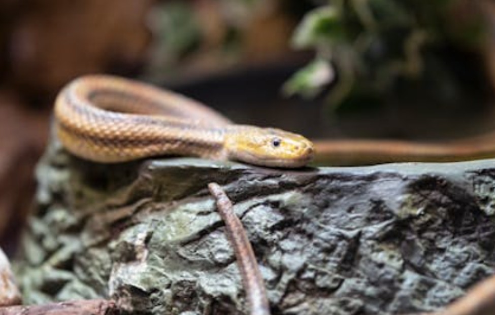 夢見殺死毒蛇的 5 個夢境解釋:夢見毒蛇產卵 、夢見燒毒蛇 夢見殺死毒蛇的 5 個夢境解釋:夢見毒蛇產卵 、夢見燒毒蛇