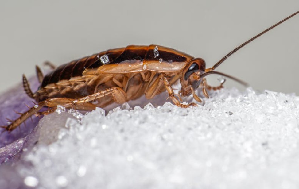 夢見死蟑螂：8 個意義和象徵