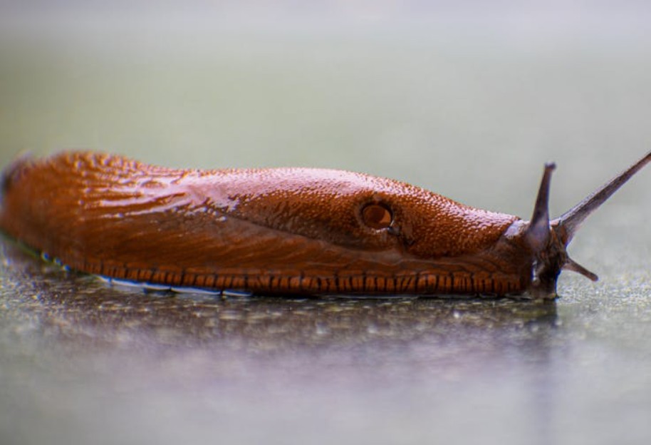 夢見吃蛞蝓：7 個意義和象徵