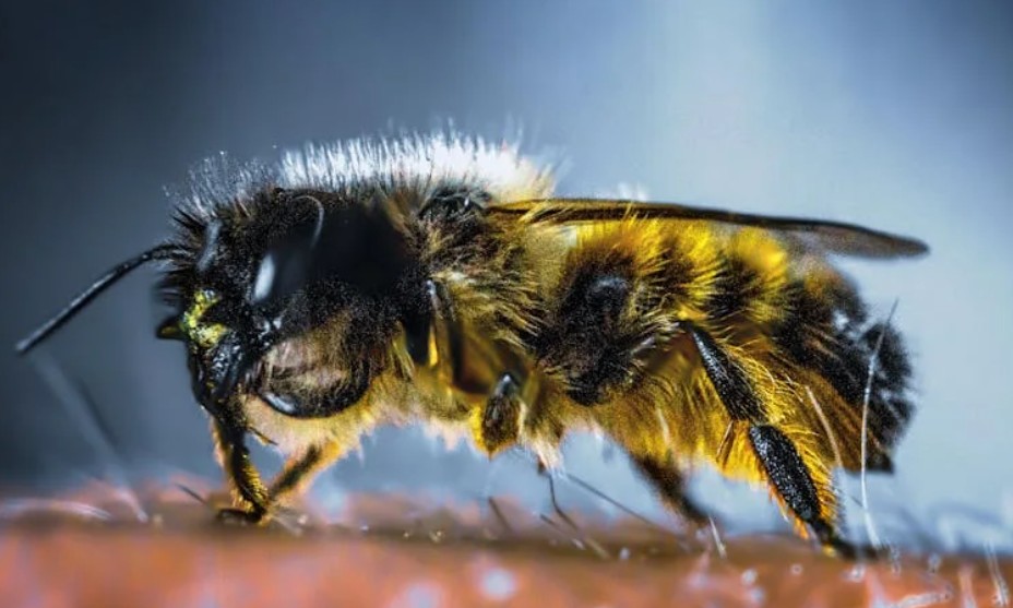 夢見黃蜂螫傷：11 個意義和象徵