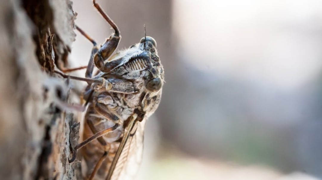 夢見蟬的 9 個夢境解釋：夢見蟬進入你家 、夢見蟬停止哭泣