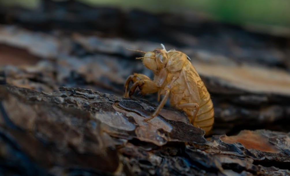 夢見蟬鳴的 9 個夢境解釋：夢見房間裡蟬鳴、 夢見蟬附在樹上哭泣