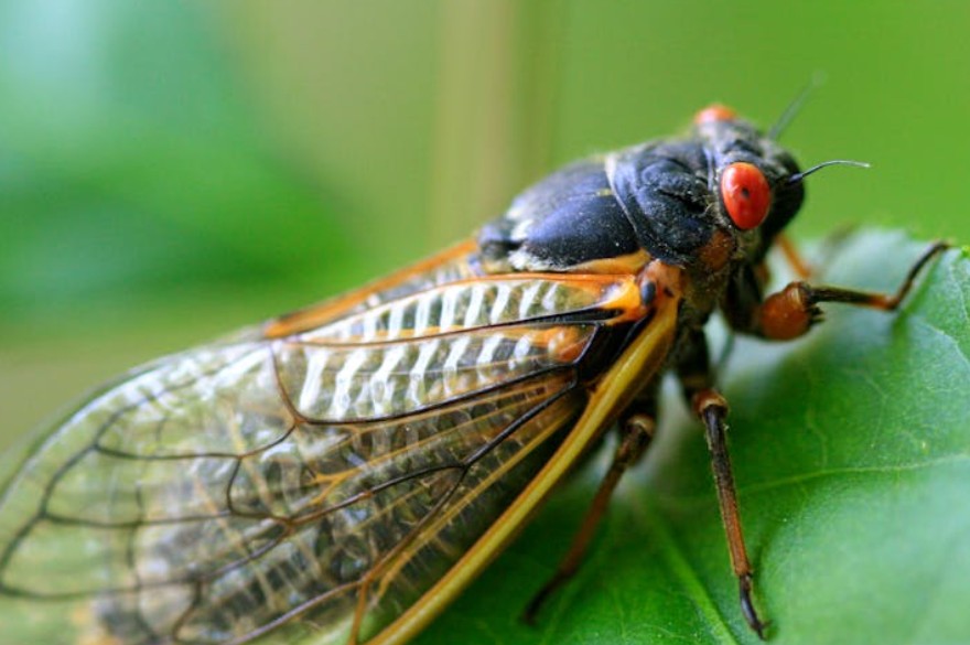 夢見抓蟬的 9 個夢境解釋：夢見失蹤的蟬、夢見蟬進入你家