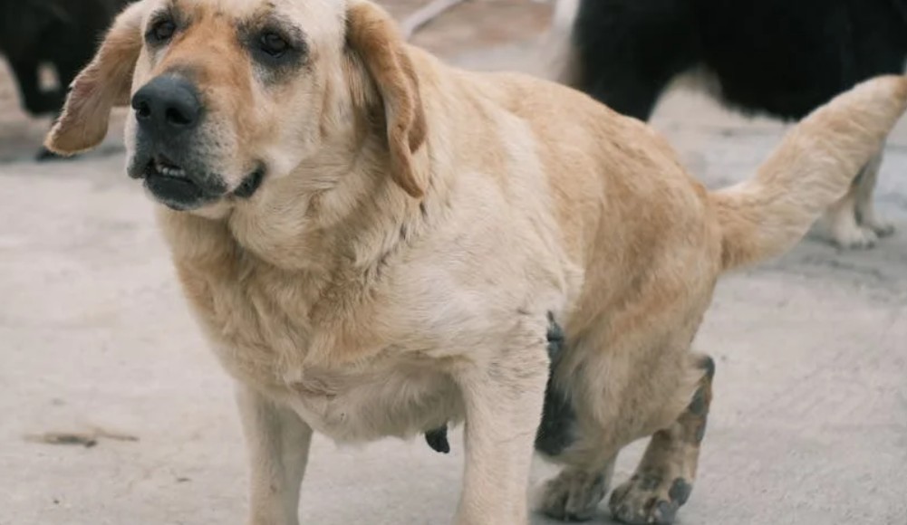 ​夢見狗狗排便的 9 個夢境解釋：夢見狗踩到便便、夢見一隻狗在清理便便