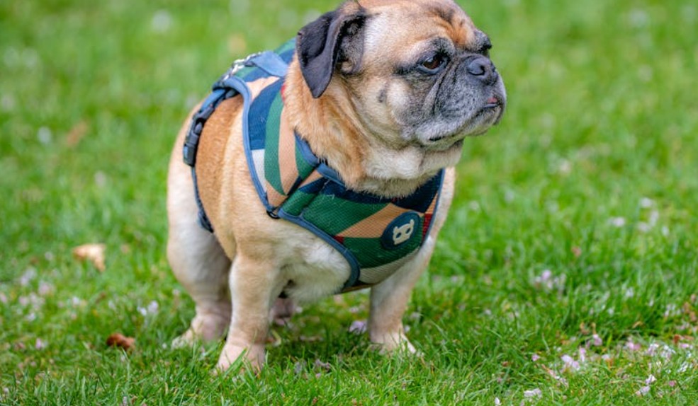 夢見狗狗踩到糞便的 8 個夢境解釋：夢見一隻狗坐在糞便上、夢見幾隻狗一起大便