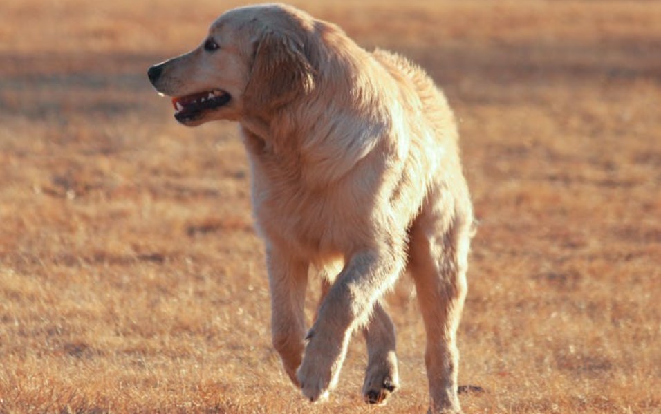 ​夢見狗攻擊的 9 個夢境解釋：夢見一隻狗追你、夢見擁抱一隻狗