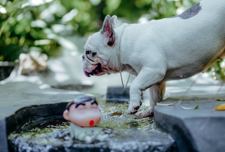 夢見狗咬人的 9 個夢境解釋：夢見被狗咬並流血 、夢見被狗咬後逃跑