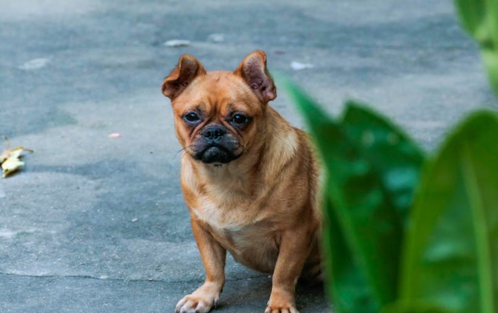 夢見會說話的狗的 9 個夢境解釋：夢見失去你的狗 、 夢見一隻白狗