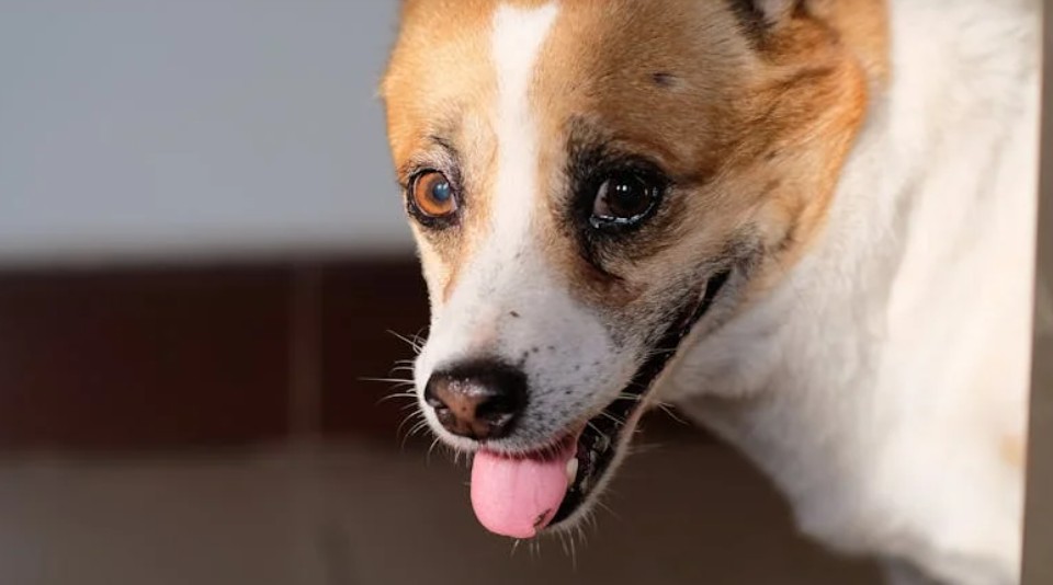 ​夢見狗舔你的手的 10 個夢境解釋：夢見一隻狗朝你衝來、夢見狗吃飯