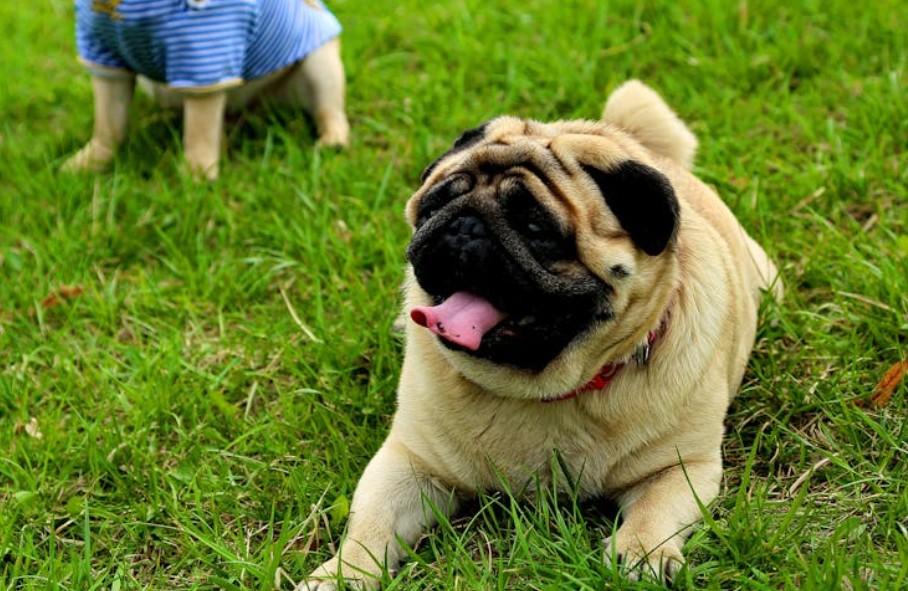 夢見狗狗狂吠的 9 個夢境解釋:夢見聽到狗哭聲、夢見一隻狗逃跑 夢見狗狗狂吠的 9 個夢境解釋:夢見聽到狗哭聲、夢見一隻狗逃跑