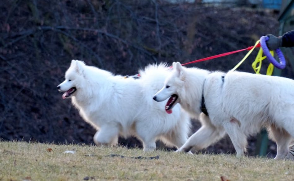 ​夢見狗打架的 9 個夢境解釋：夢見一隻狗進入你的家、夢見一隻白狗