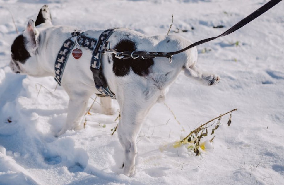 ​夢見狗狗撒尿的 9 個夢境解釋：夢見狗在小孩面前尿尿 、夢見一隻狗聞他的尿