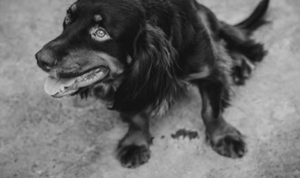 ​夢見狗死去的 9 個夢境解釋：夢見一隻死狗復活 、夢見一隻陌生狗死去