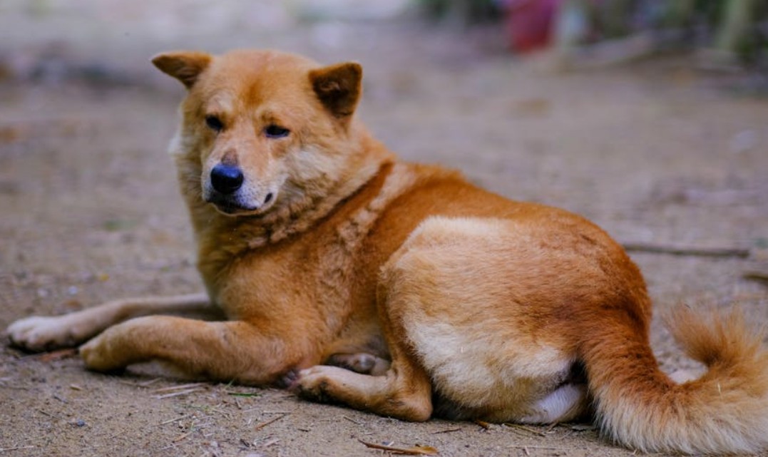 ​夢見狗被車撞的 9 個夢境解釋：夢見狗發生車禍、 夢見一隻死狗被車撞