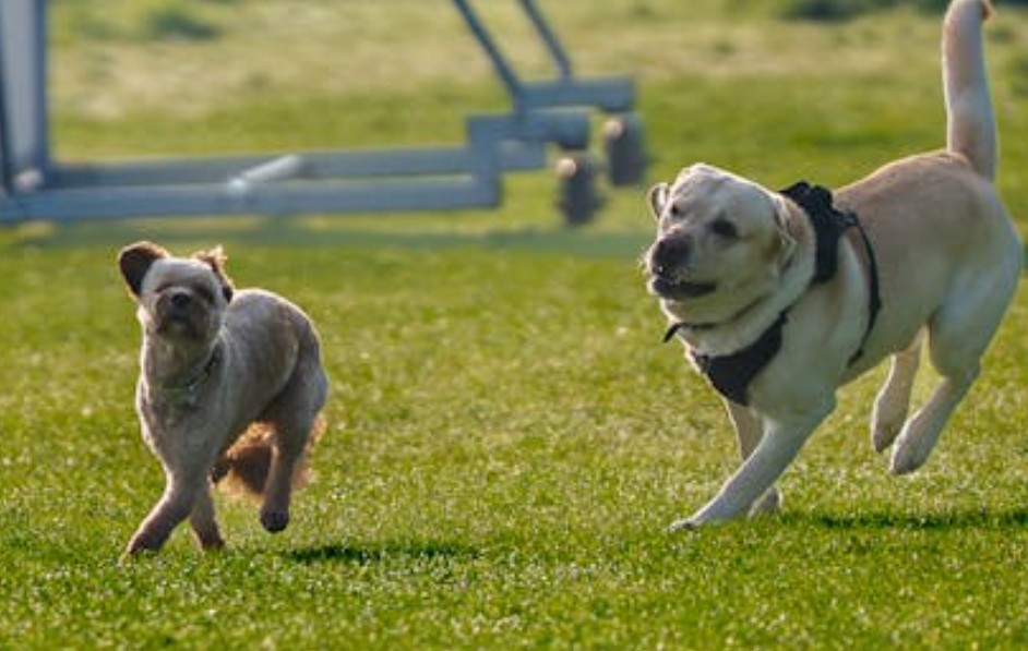 夢見狗追逐你的 9 個夢境解釋：夢見有隻狗接近你 、夢見一隻死狗出來