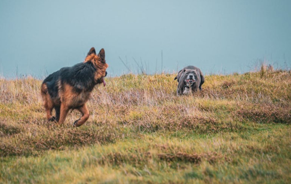 夢見狗咬你腿的 10 個夢境解釋：夢見抱著一隻狗 、 夢見狗生孩子