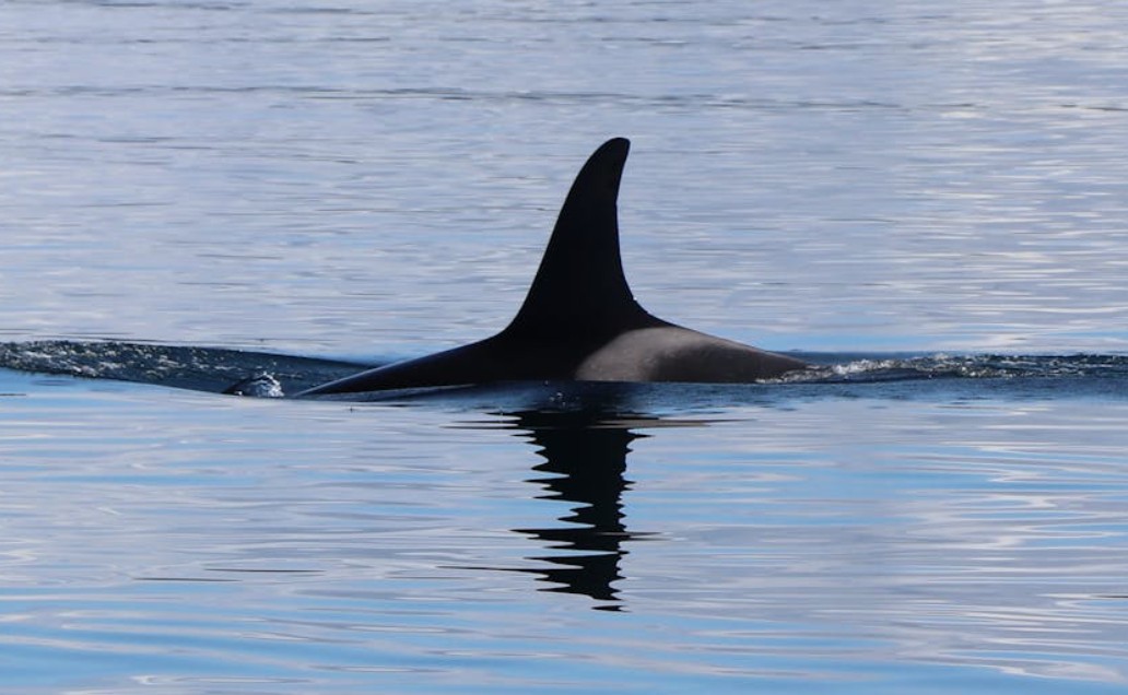 夢見虎鯨騎摩托車:7 個意義和象徵 夢見虎鯨騎摩托車:7 個意義和象徵