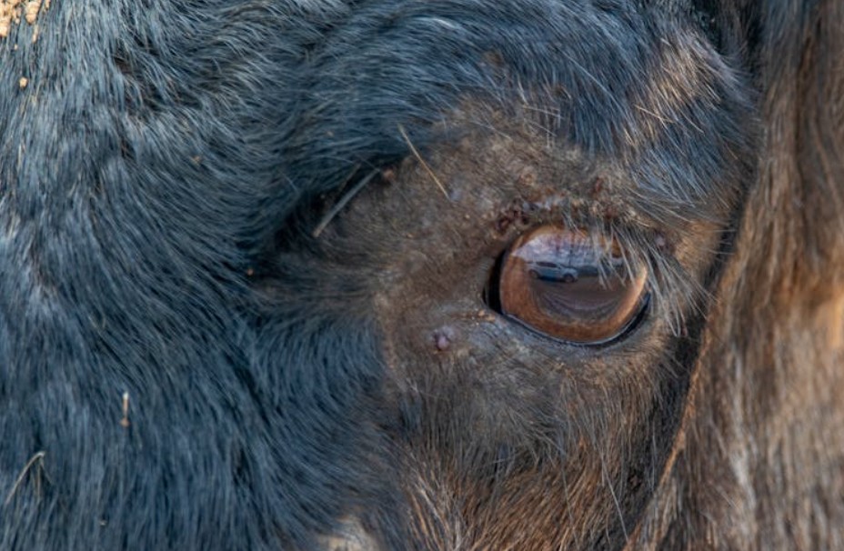 夢見獨眼牛 ：10 個意義和象徵