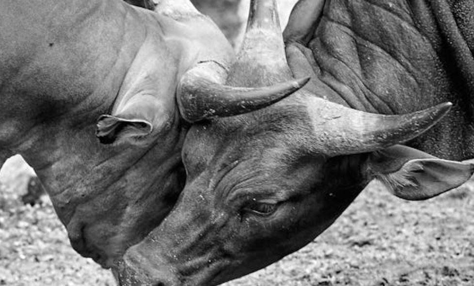 夢見動物搏鬥：15 個意義和象徵