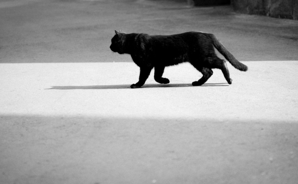 夢見殺死黑貓的 9 個夢境解釋：夢見一隻黑貓朝你跑來、夢見拯救一隻黑貓