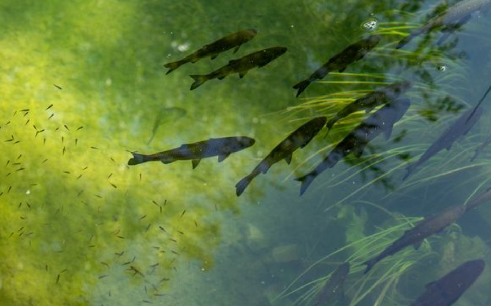 夢見鯉魚在池塘裡游泳：14 個意義和象徵